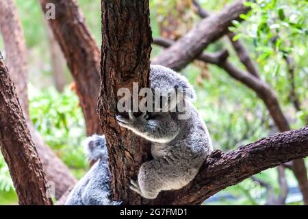 Koala sitting on and hugging the branch of an eucalyptus tree Stock Photo