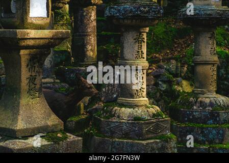 a deer between toro, japanese stone lantern, in Kasuga Taisha, nara. Translation: Kasuga Taisha night lantern Stock Photo