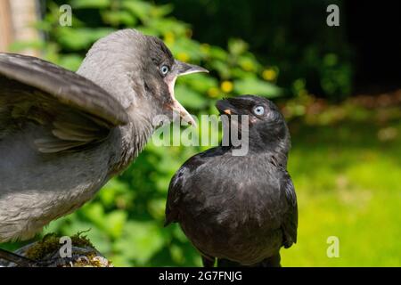 Jackdaws (Corvus monedula). Both juveniles of the year, from different nests. Grey mutation, aberrant, bird left, adopting a begging, posture.Close up Stock Photo