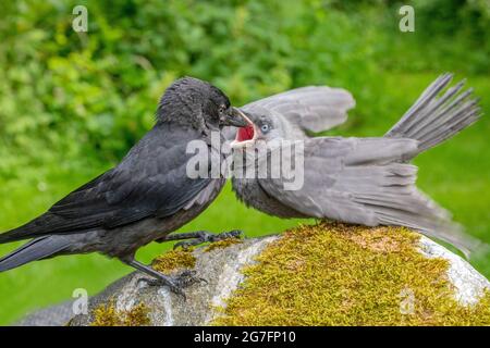Jackdaws (Corvus monedula). Both juveniles of the year, from different nests. Grey mutation, aberrant, bird right, adopting a begging to be fed postur Stock Photo
