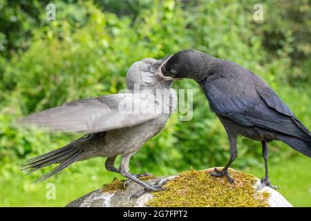 Jackdaws (Corvus monedula). Both juveniles of the year, from different nests. Grey mutation, aberrant, bird left adopting a begging to be fed posture, Stock Photo
