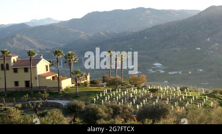 Unknown species of small young Fruit trees protected against frost in Andalusia region of Spain Stock Photo