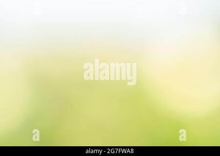Abstract blurred soft green and yellow with white gradient background Stock Photo