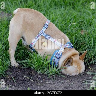 Tan Male Frenchie with head inside Gopher's Burrow. Off-leash dog park in Northern California. Stock Photo