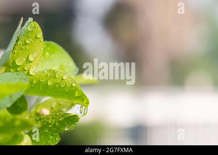 Natural green leaf in the garden. Waterdrops on the green leaves with copyspace. Abstract green plant with bokeh. Environment ecology and greenery con Stock Photo
