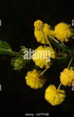 Hedge Wattle (Acacia Paradoxa) was used by early settlers to keep their stock in - and thieves out! It has large, sharp thorns to deter animals. Stock Photo