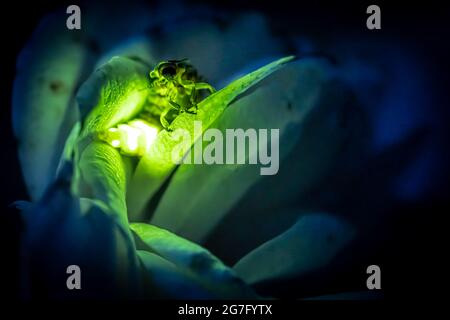 Female firefly sitting on a rose glowing Stock Photo