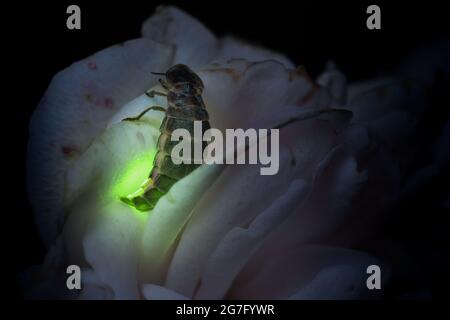 Female firefly sitting on a rose  glowing Stock Photo