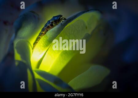 Female firefly sitting on a rose  glowing Stock Photo