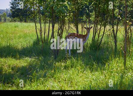 Male European fallow deer graze in a meadow. Summer landscape. Dama dama Stock Photo