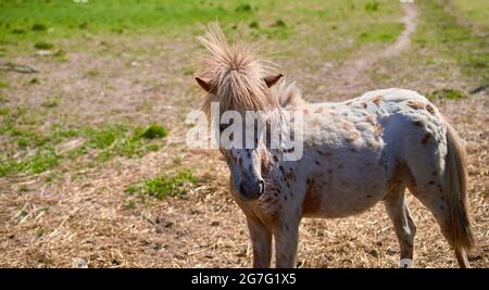 American miniature horse grazes in a meadow. Close-up. Summer.  Stock Photo