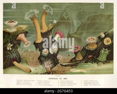 Sea anemone. Old 19th century Color lithography illustration from El Mundo Ilustrado 1880 Stock Photo
