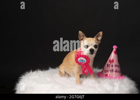 Chihuahua Birthday Party Stock Photo