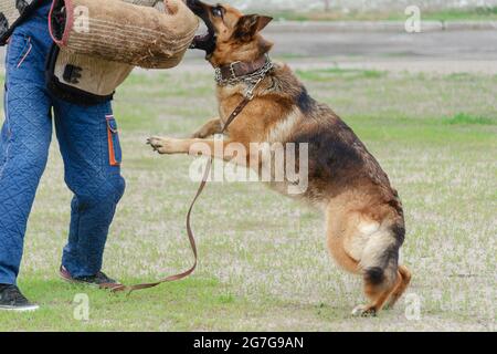 Guard dog training. Step 3. Figurant and German shepherd dog. Pet attacks  person in special protective clothing. Service dog training. Side View. Ser Stock Photo