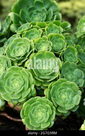Aeonium Arboreum Stock Photo