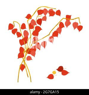 A bouquet of sprigs of physalis, Isolated on a white background. Individual boxes and a physalis berry. Vector illustration in the flat style Stock Vector