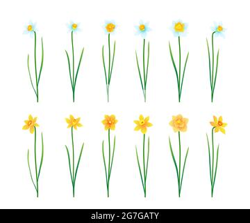 Set of narcissus isolated on white background. Vector illustration Stock Vector