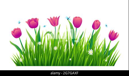 Tulips with green grass isolated on white background. Vector illustration Stock Vector
