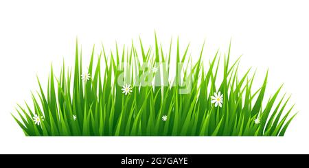 Green grass isolated on white background. Vector illustration Stock Vector