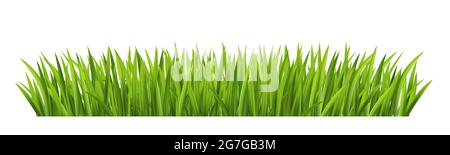 Green grass on white background. Vector illustration Stock Vector