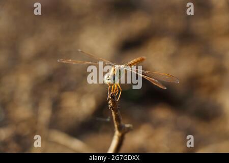 Orthetrum sabina, the slender skimmer or green marsh hawk, is a species of dragonfly in the family Libellulida. Nanded District, Maharashtra, India Stock Photo