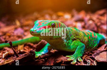 Madagascar Giant day Gecko Forest. Beautiful animals in a natural forest. Stock Photo