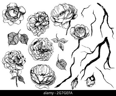 Hand drawn graphic floral set with roses, leaf and twigs. Isolated elements on white background Stock Photo