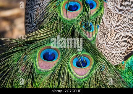 Beautiful exotic peacock feathers in many vibrant colors Stock Photo