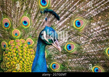 Portrait of beautiful peacock with feathers out Stock Photo