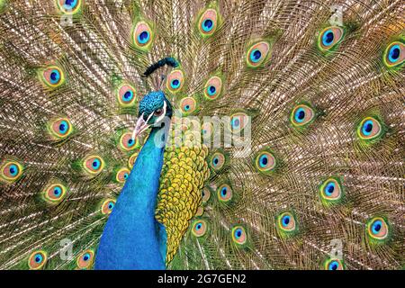 Portrait of beautiful peacock with feathers out Stock Photo