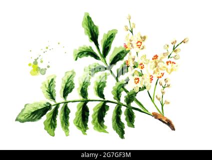 Boswellia carterii Frankincense tree branch with leaves and flowers. Watercolor hand drawn illustration, isolated on white background Stock Photo