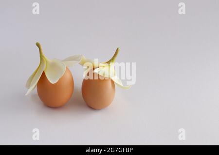 Two eggs in caps from yellow tropical flowers. Stock Photo