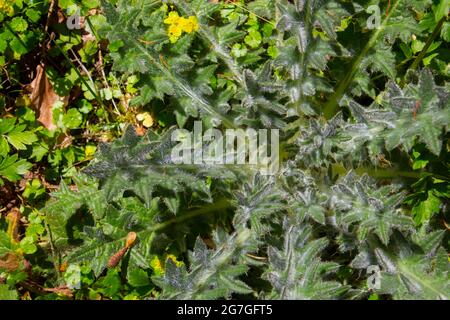 Round growing leaves of a young thistle in spring Stock Photo