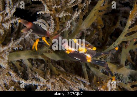 Black Coral Crab, Quadrella maculosa, K41 dive site, Dili, East Timor Stock Photo