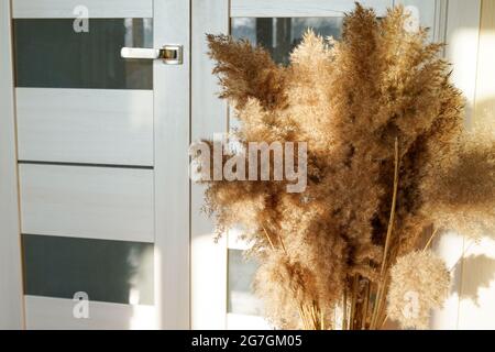 Pampas grass are collected in a bouquet for room decor. Bouquet of dried flowers. Floral minimal home interior boho style. Stock Photo