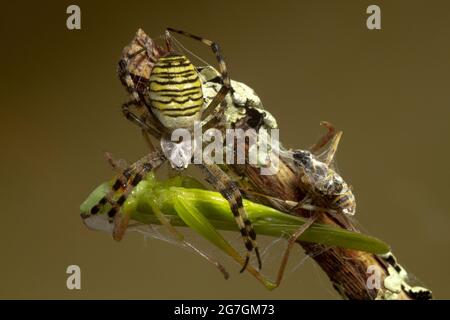 From above closeup of hunting striped Argiope Audouin spider capturing green grasshopper in cobweb in nature Stock Photo