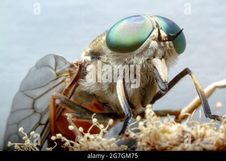 Macro shot of dark giant horsefly Tabanus sudeticus insect with green compound eyes sitting on blooming flower in nature Stock Photo
