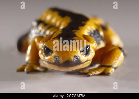 Macro shot of fire salamander Salamandra salamandra with yellow spots with selective focus on head on white background Stock Photo