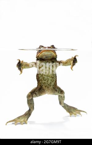 Closeup of common toad Bufo bufo with small stick in mouth jumping against white background Stock Photo