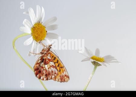 From above closeup of bright insect Boloria selene butterfly known as small pearl bordered fritillary or silver bordered fritillary with black dots on Stock Photo