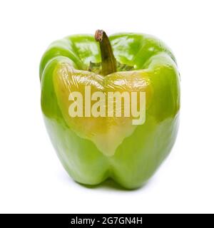 Big rotten green bell pepper isolated over white background Stock Photo