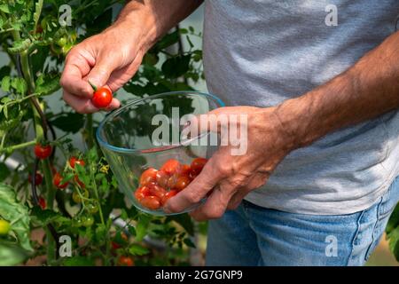 Gardener gathering red cherry tomato in a tight Stock Photo