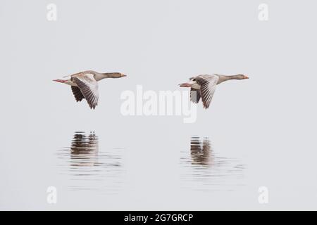 greylag goose (Anser anser), two greylag geese in flight over a lake, with mirror image, High-Key Image, Germany, Bavaria