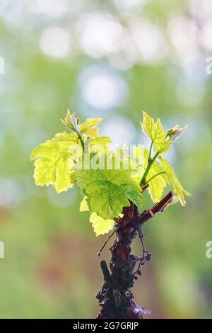 grape-vine, vine (Vitis vinifera), young leaves on a vine stock, Germany Stock Photo