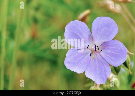 meadow cranesbill (Geranium pratense), flower, Germany, North Rhine-Westphalia Stock Photo
