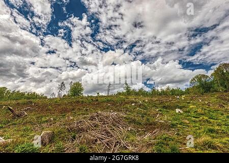 clearcutting with cloudy sky, Germany, North Rhine-Westphalia, Sauerland Stock Photo