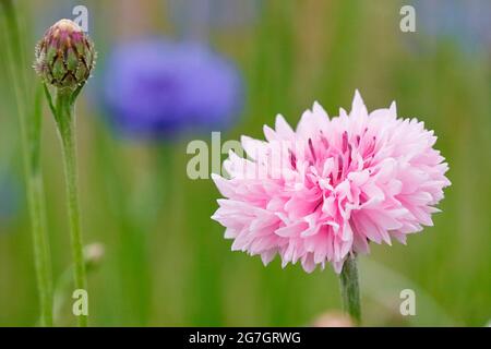 bluebottle, cornflower (Centaurea cyanus), pinkf flowering cultivar, Germany, North Rhine-Westphalia Stock Photo