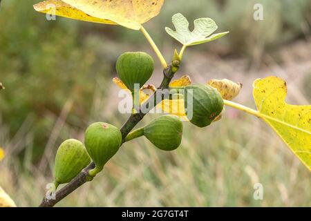 Edible fig, Common fig, Figtree (Ficus carica 'Brown Turkey', Ficus carica Brown Turkey), figs on a tree, cultivar Brown Turkey