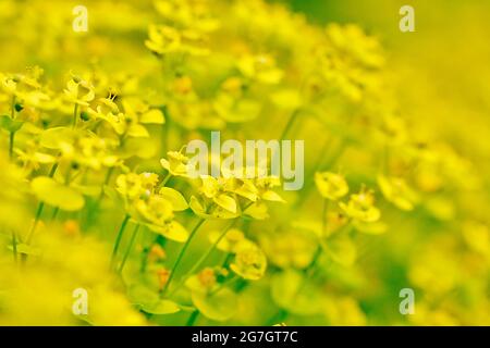 cypress spurge (Euphorbia cyparissias), blooming, Germany, North Rhine-Westphalia Stock Photo