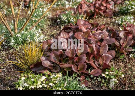 Bergenia (Bergenia cordifolia 'Sunningdale', Bergenia cordifolia Sunningdale), blooming, cultivar Sunningdale Stock Photo